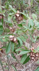 Neopringlea