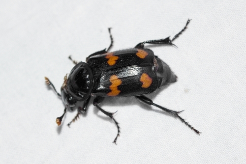 Roundneck Sexton Beetle photo 5