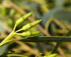 Eucalyptus occidentalis