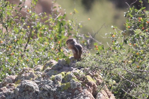 Harris' Antelope Squirrel observed by torinorth
