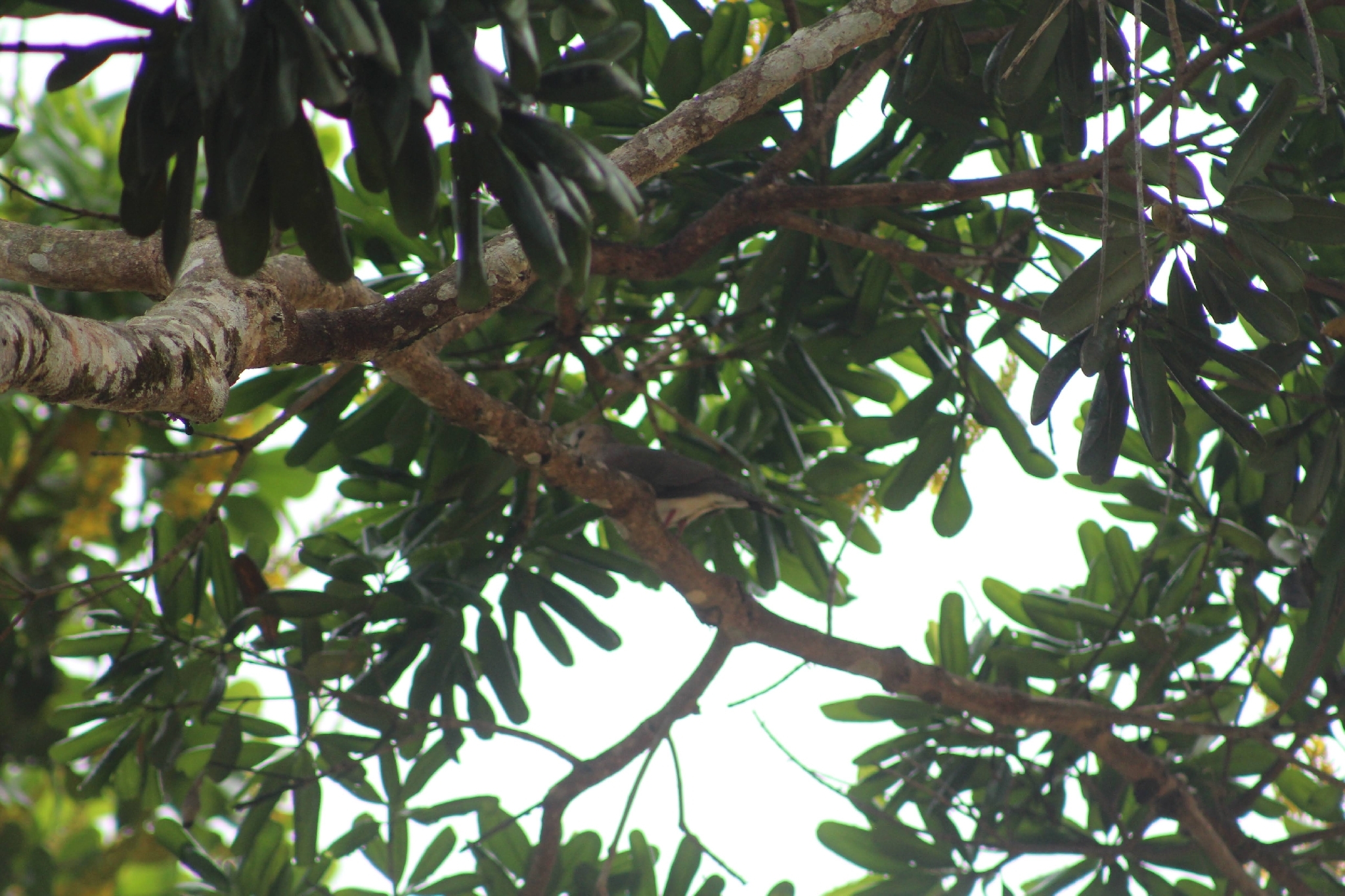 Grey-fronted Dove (Leptotila rufaxilla), photo 9