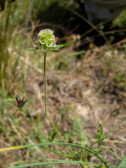 Lomelosia stellata