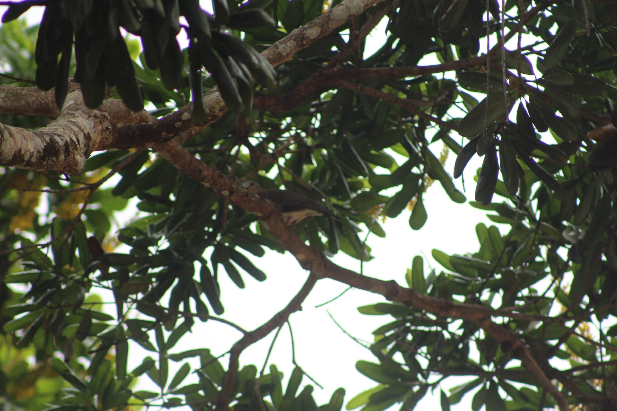 Grey-fronted Dove (Leptotila rufaxilla), photo 10
