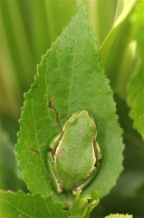 Gastrotheca cuencana