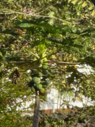 Carica papaya observed 2026-01-10