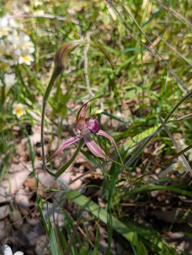 Carousel spider orchid (Caladenia arenicola)