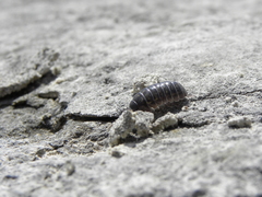 Armadillidium vulgare
