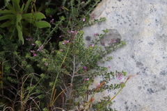 Indigofera candolleana