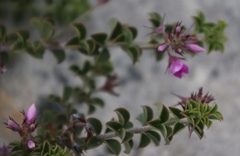 Indigofera candolleana