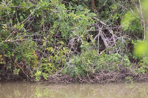 Striated Heron (Butorides striata), photo 7