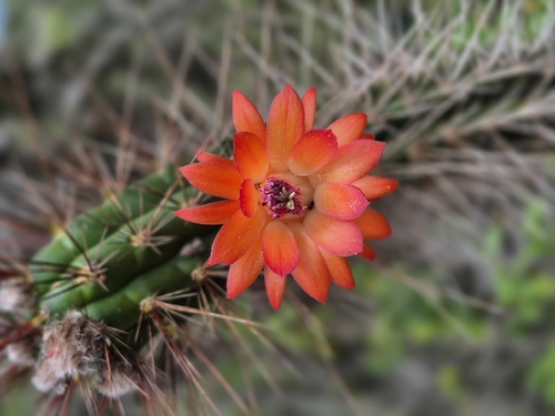 Borzicactus sepium, photograph 4