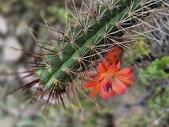 (c) Frank Dietze, some rights reserved (CC BY) Borzicactus sepium, photograph (c) Frank Dietze, some rights reserved (CC BY)