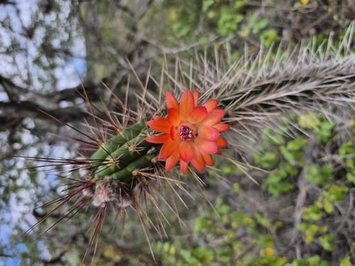 Borzicactus sepium, photograph 6