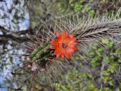 Borzicactus sepium, photograph (c) Frank Dietze, some rights reserved (CC BY)