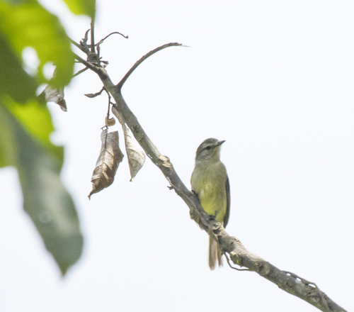 Planalto Tyrannulet