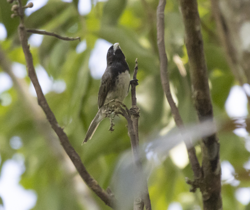 Dubois's Seedeater