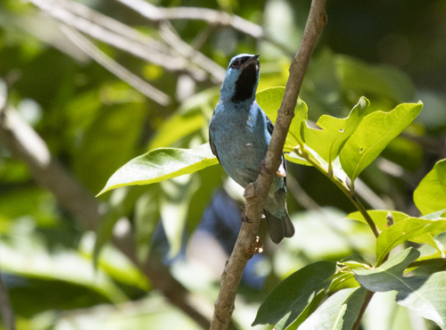 Blue Dacnis