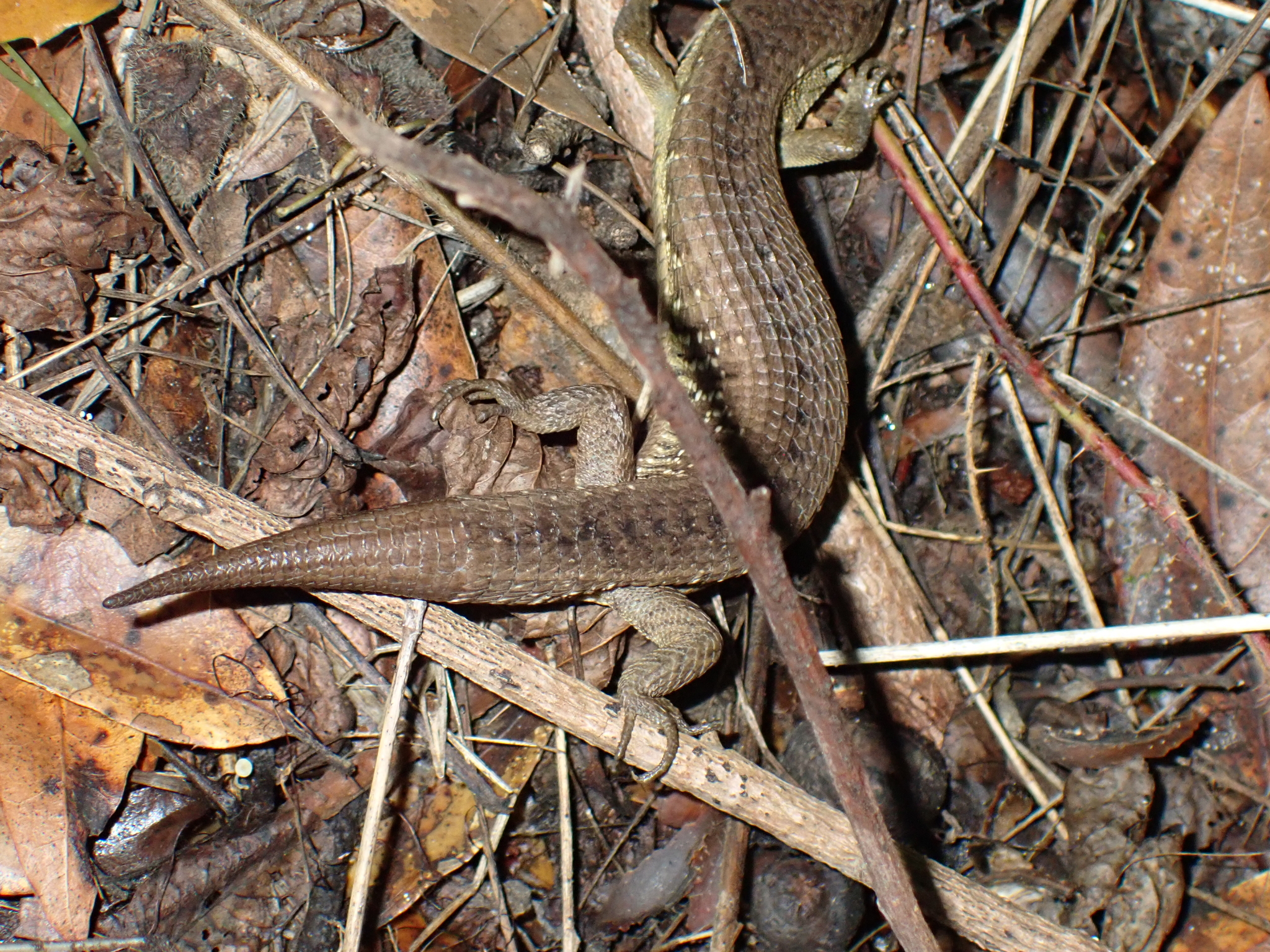 Elgaria coerulea coerulea (Wiegmann, 1828)
