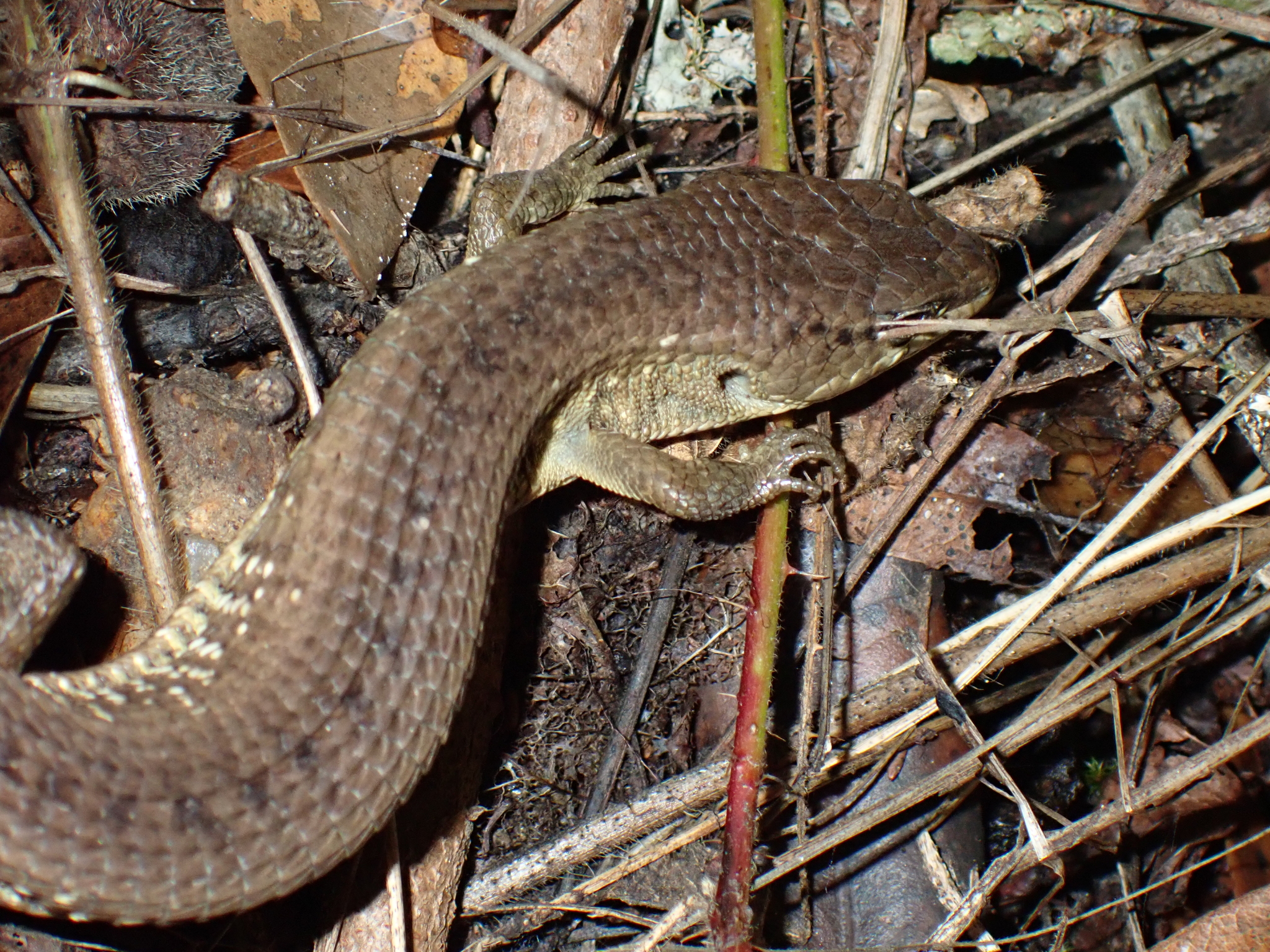 Elgaria coerulea coerulea (Wiegmann, 1828)