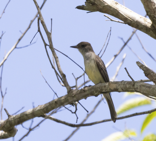 Brown-crested Flycatcher