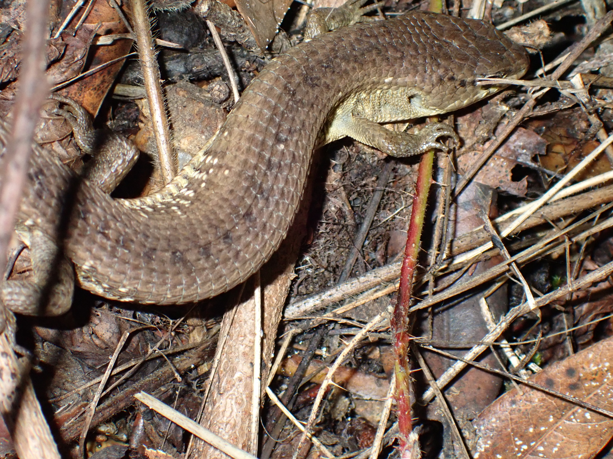 Elgaria coerulea coerulea (Wiegmann, 1828)