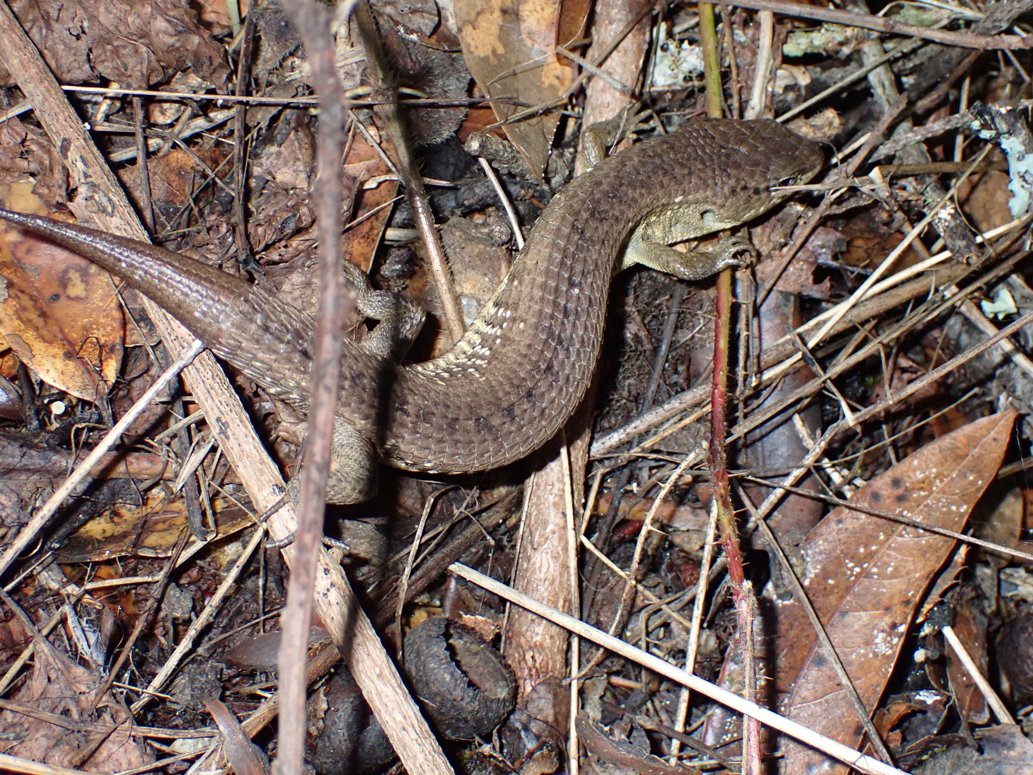 Elgaria coerulea coerulea (Wiegmann, 1828)