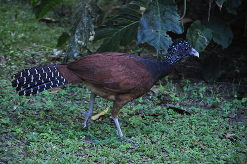 Great Curassow (Crax rubra), photo 5