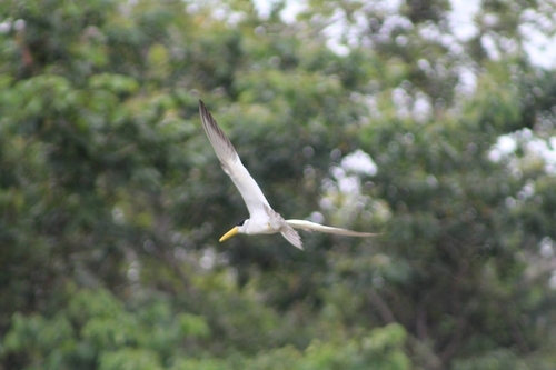 Large-billed Tern (Phaetusa simplex), photo 5
