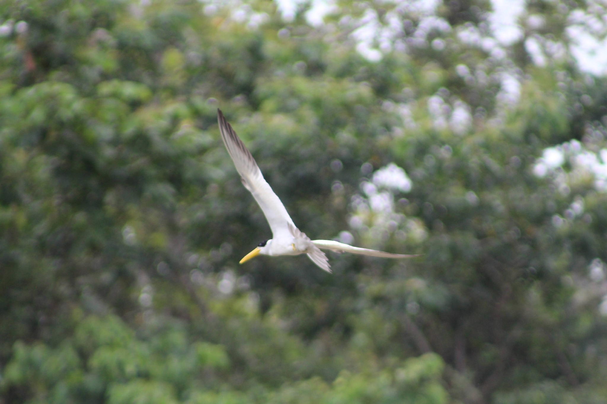 Large-billed Tern (Phaetusa simplex), photo 6