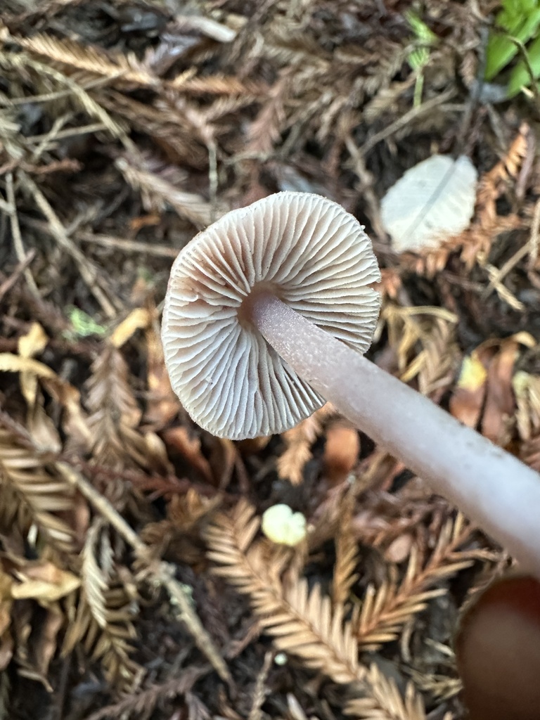 Mycena pura · January 2026 · photo: © ocean_beach_goth (iNaturalist, cc-by)