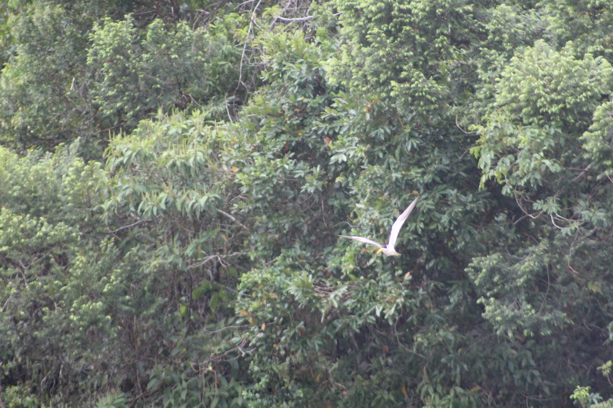 Large-billed Tern (Phaetusa simplex), photo 7
