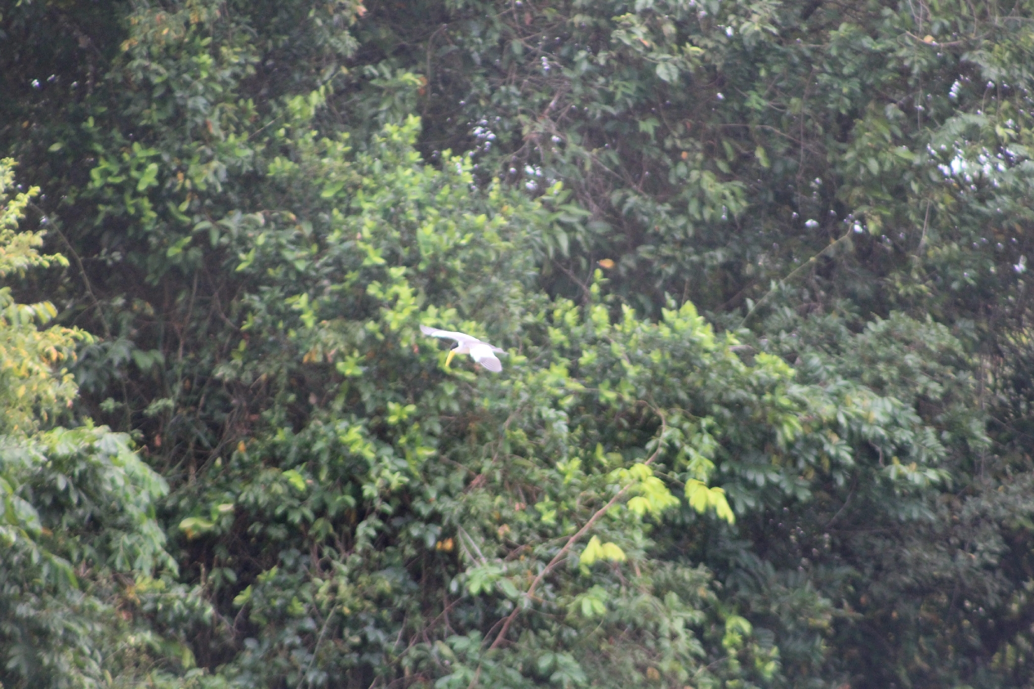Large-billed Tern (Phaetusa simplex), photo 8