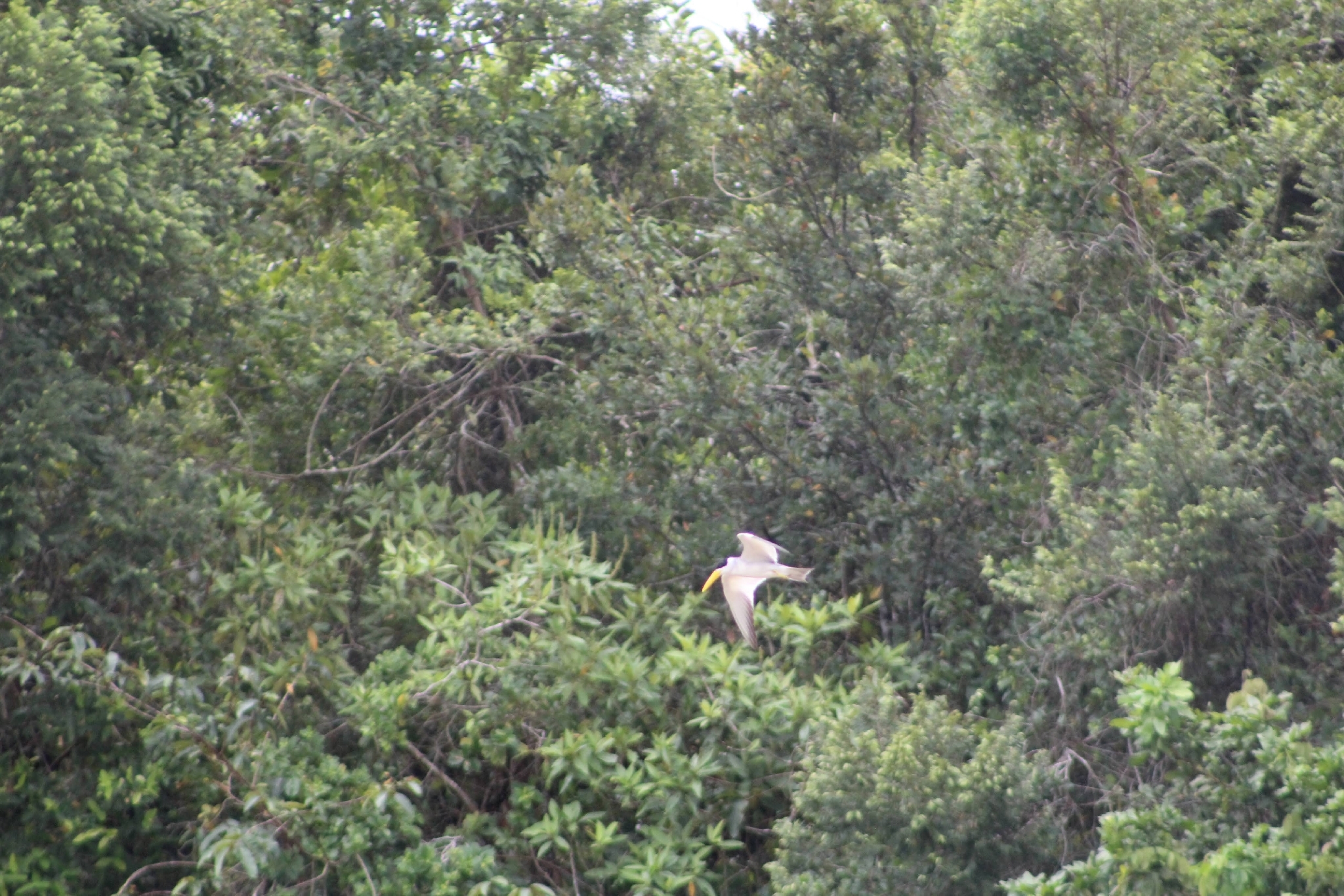 Large-billed Tern (Phaetusa simplex), photo 9