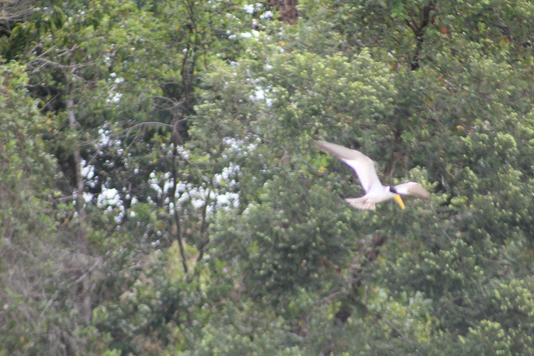Large-billed Tern (Phaetusa simplex), photo 10