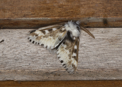 Podalia pedacia