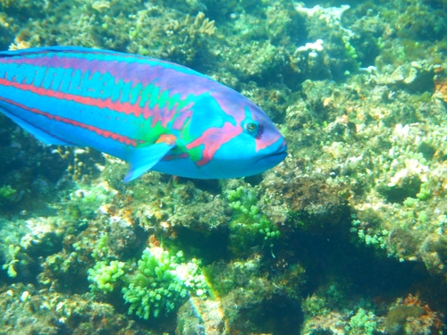 Green-blocked wrasse (Thalassoma purpureum) — Labridae — 5