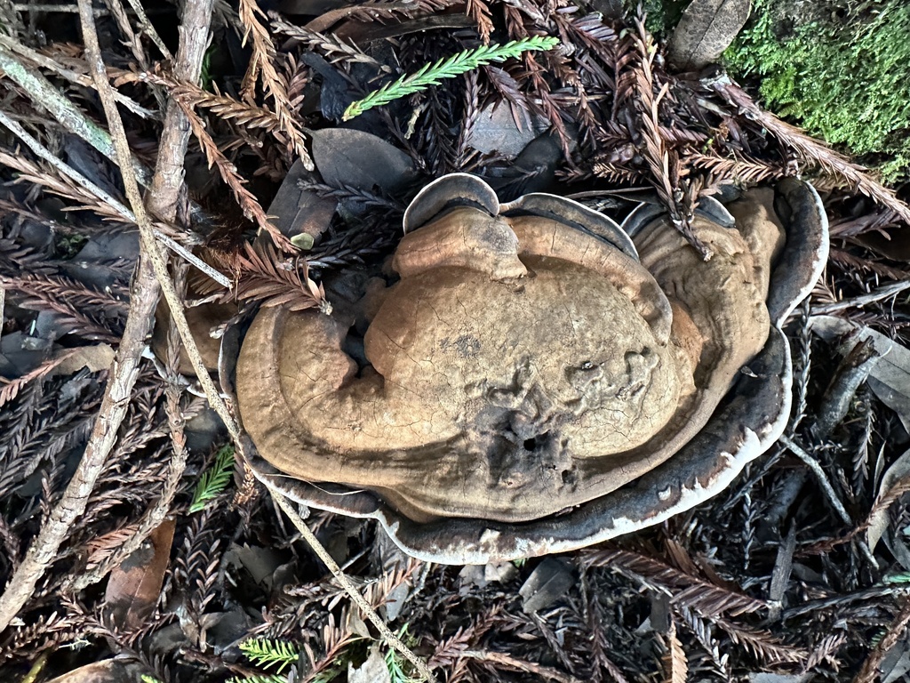 Ganoderma brownii · January 2026 · photo: © ocean_beach_goth (iNaturalist, cc-by)