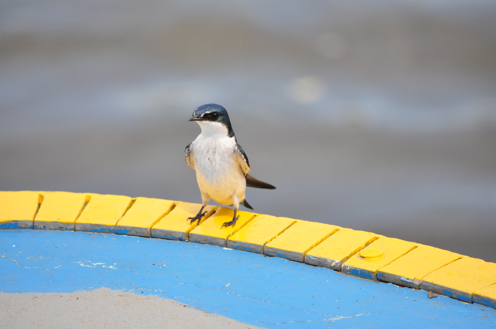 Mangrove Swallow (Tachycineta albilinea), photo 4