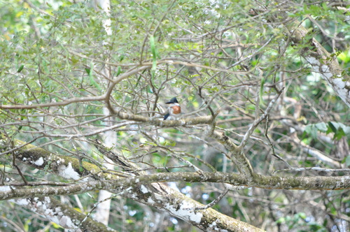 Amazon Kingfisher (Chloroceryle amazona), photo 8