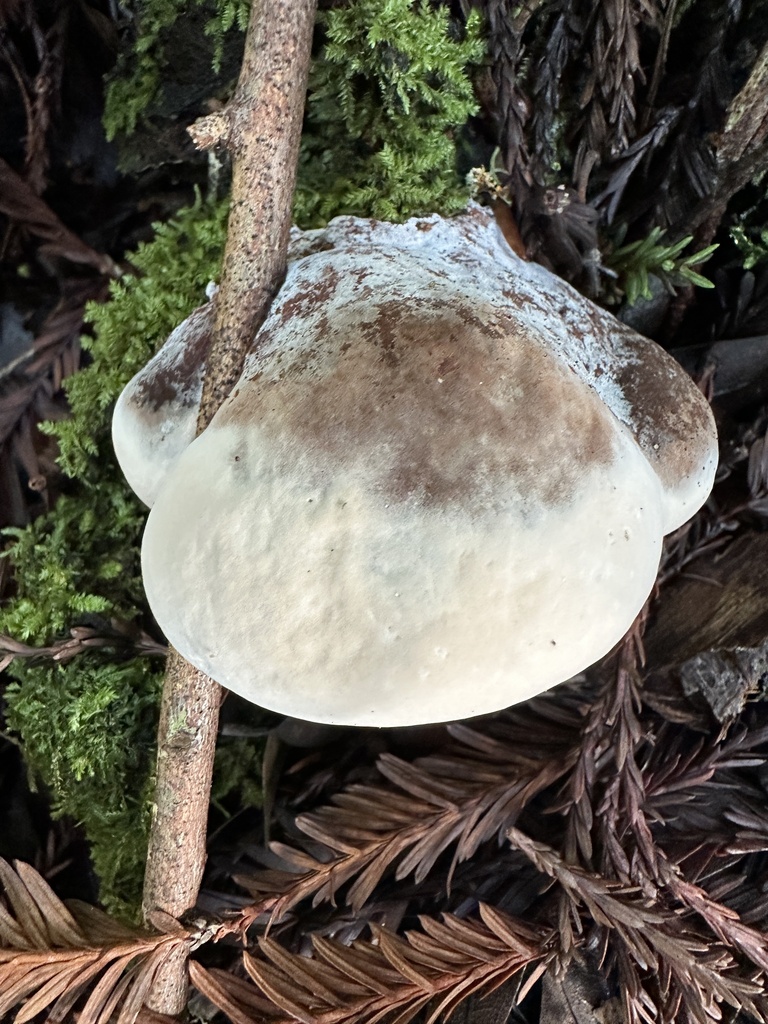 Ganoderma brownii · January 2026 · photo: © ocean_beach_goth (iNaturalist, cc-by)