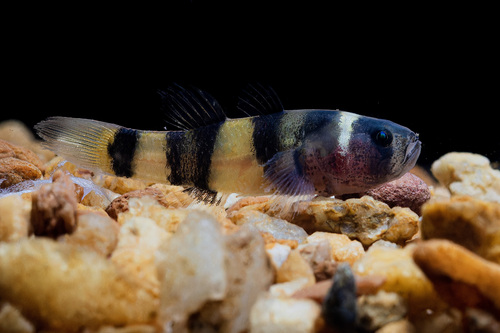 Bumblebee goby (Brachygobius xanthozonus) — Gobiidae