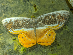 Opisthoxia branickiaria