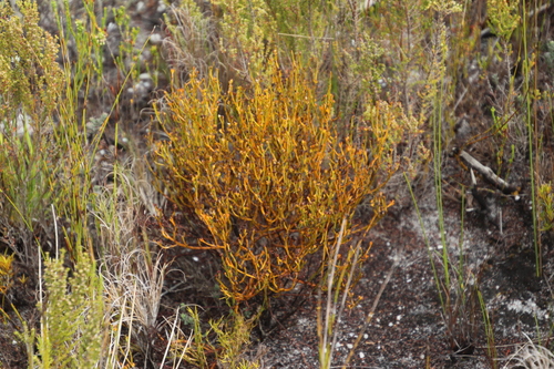 Image of Thesium commutatum by (c) Tony Rebelo, some rights reserved (CC BY-SA)