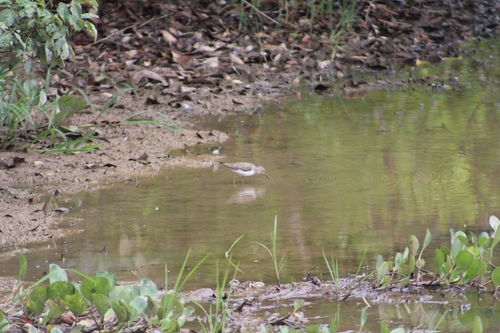 Solitary Sandpiper (Tringa solitaria)