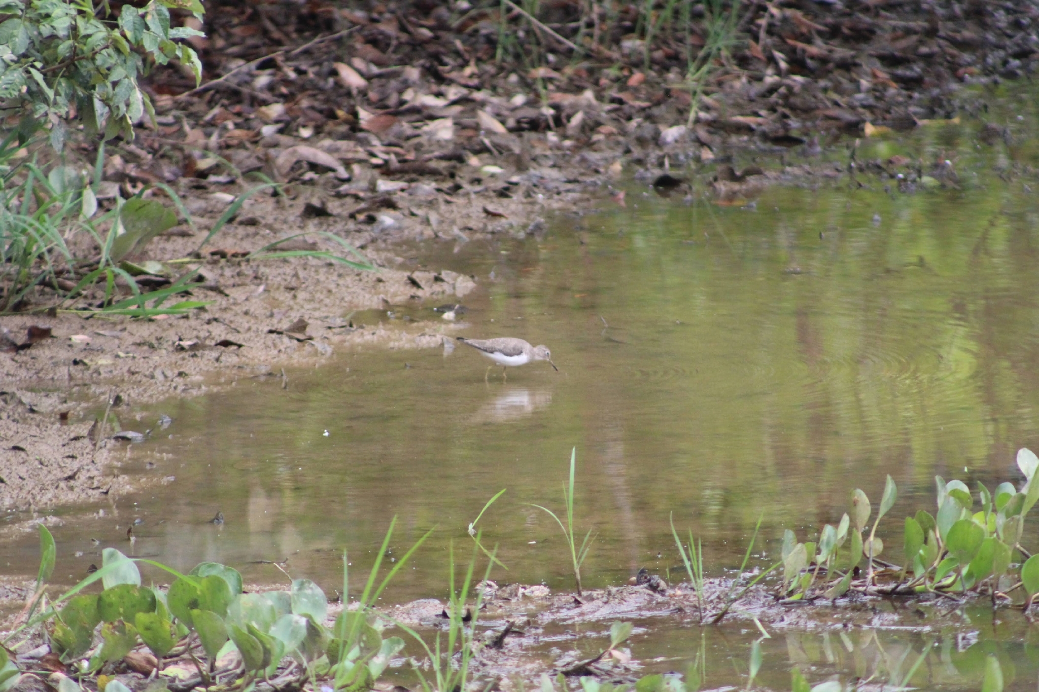 Solitary Sandpiper (Tringa solitaria), photo 1