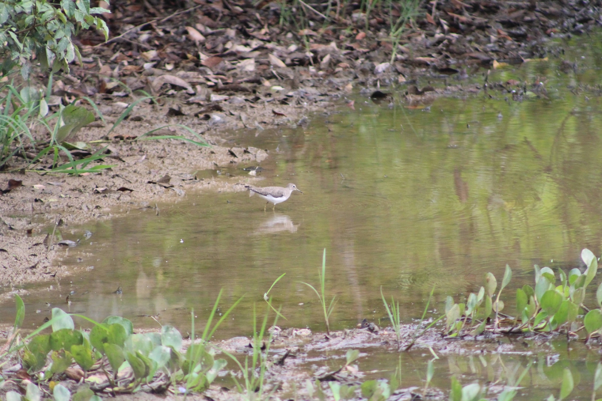 Solitary Sandpiper (Tringa solitaria), photo 2