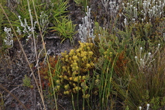 Thesium capitatum