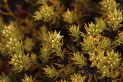 Thesium capitatum