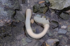 Priapulida