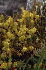 Thesium capitatum